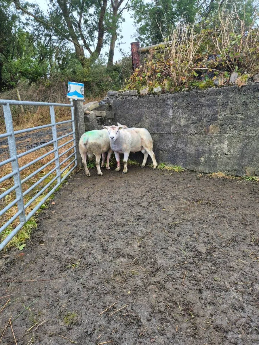 Rams for sale - Image 3