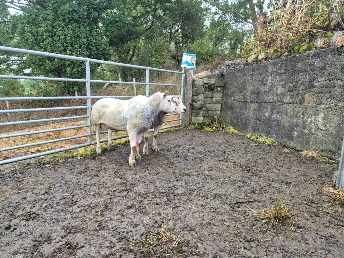 Rams for sale - Image 4