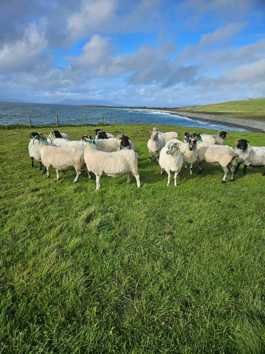 Mayo horned ewes - Image 3