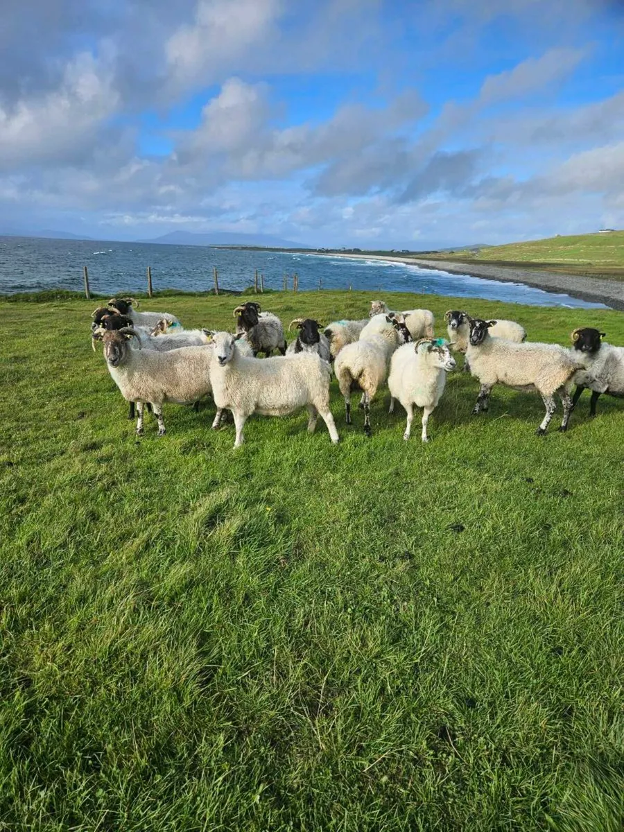 Mayo horned ewes - Image 4