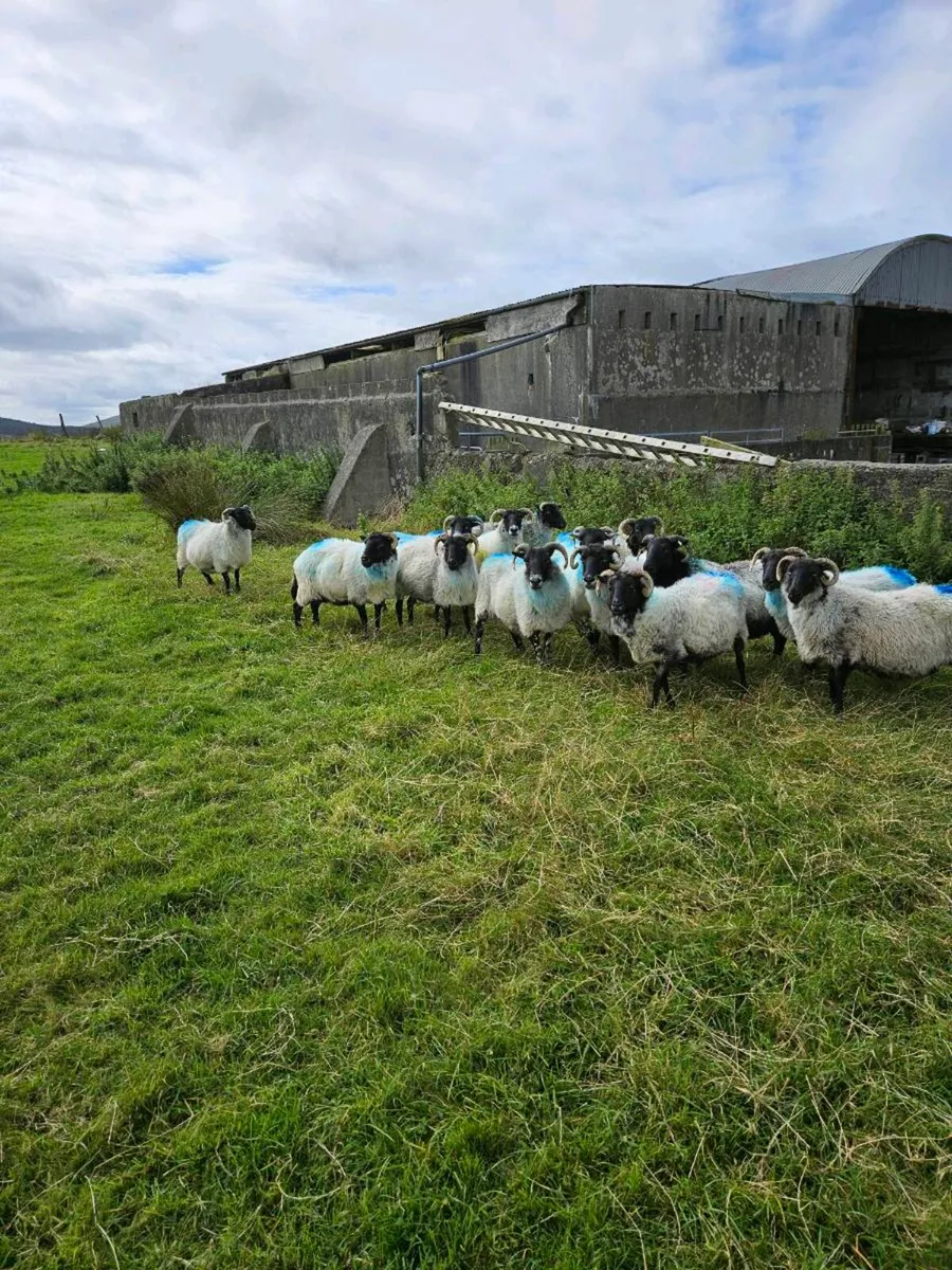 Mayo horned ewes - Image 1