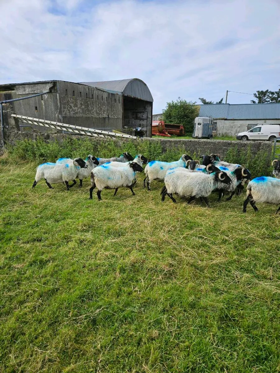 Mayo horned ewes - Image 2