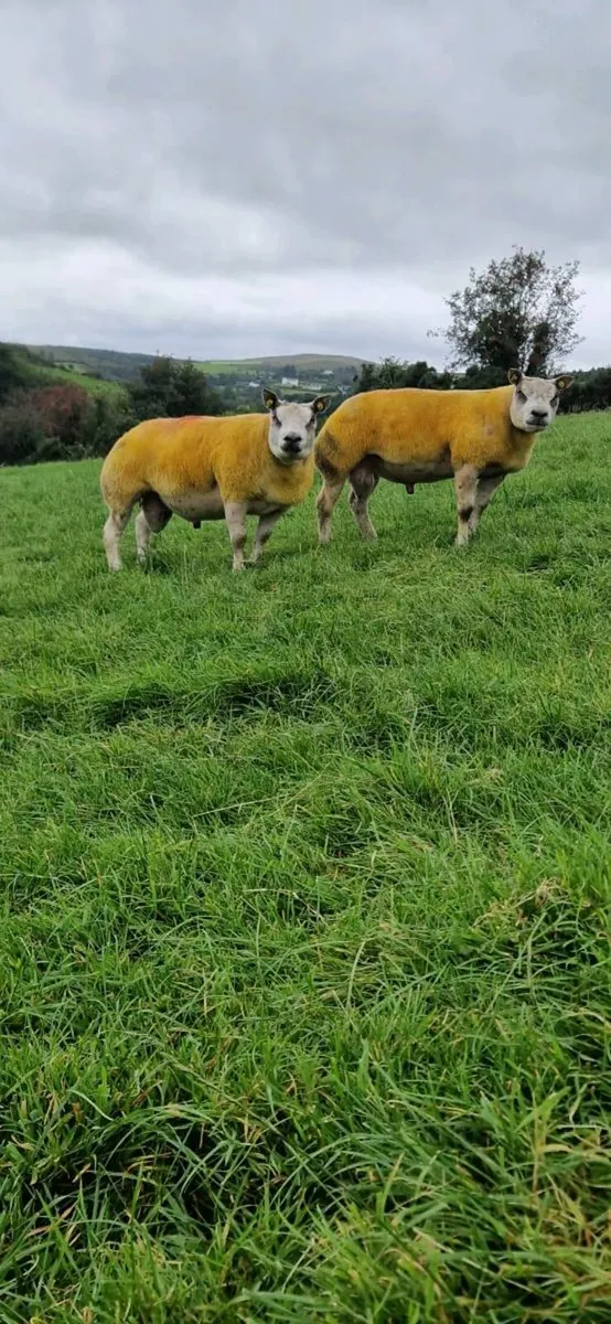 Pedigree Beltex & Charollais/Beltex Rams - Image 1