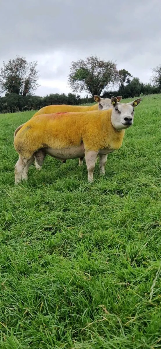 Pedigree Beltex & Charollais/Beltex Rams - Image 2