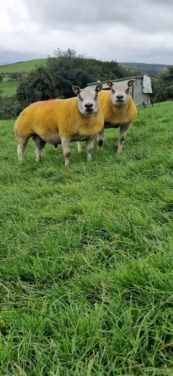 Pedigree Beltex & Charollais/Beltex Rams - Image 3