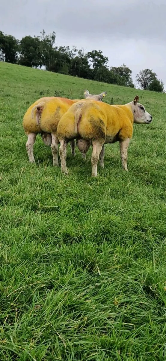 Pedigree Beltex & Charollais/Beltex Rams - Image 4
