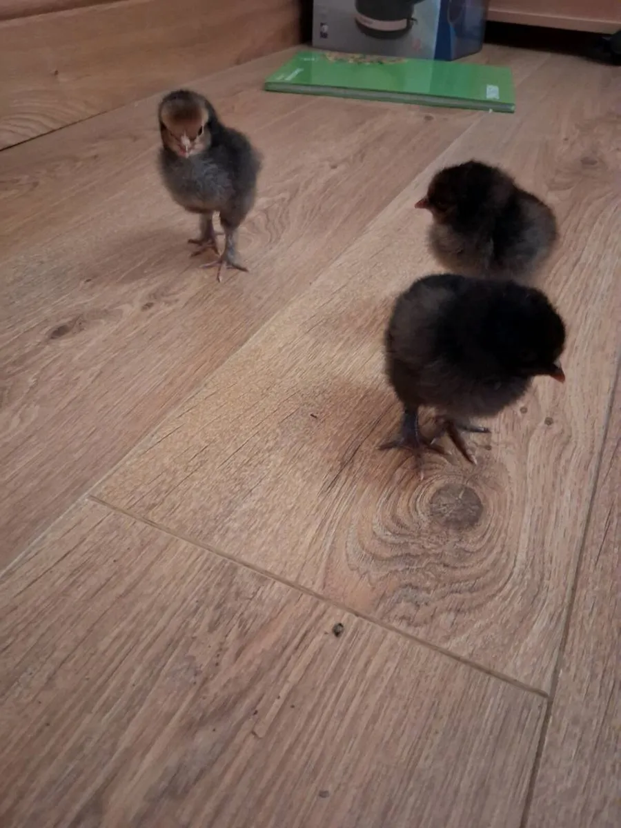1 day old chicks - Image 1