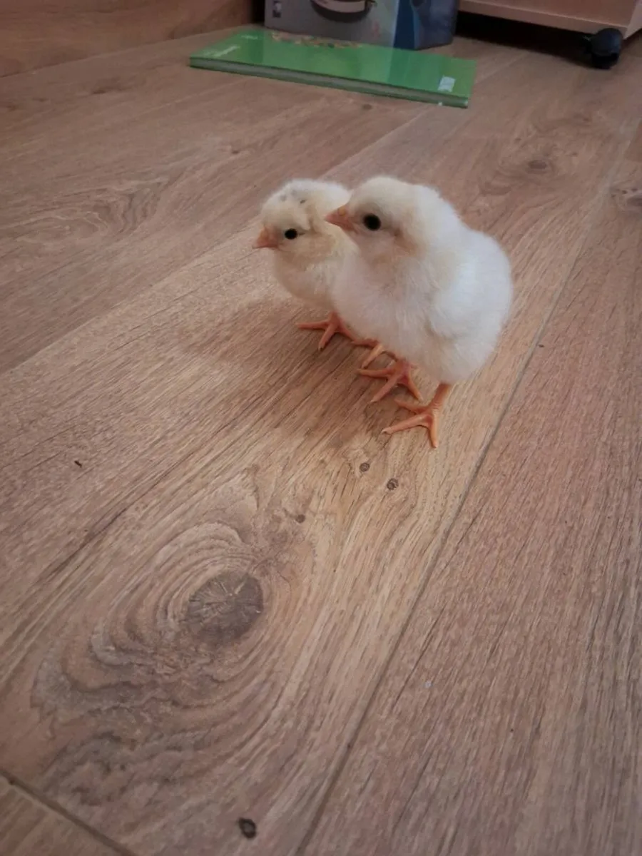 1 day old chicks - Image 2