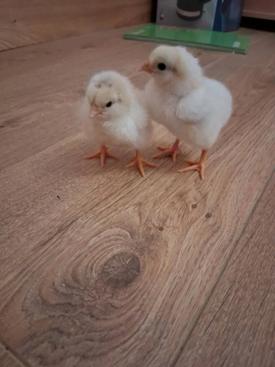1 day old chicks - Image 3