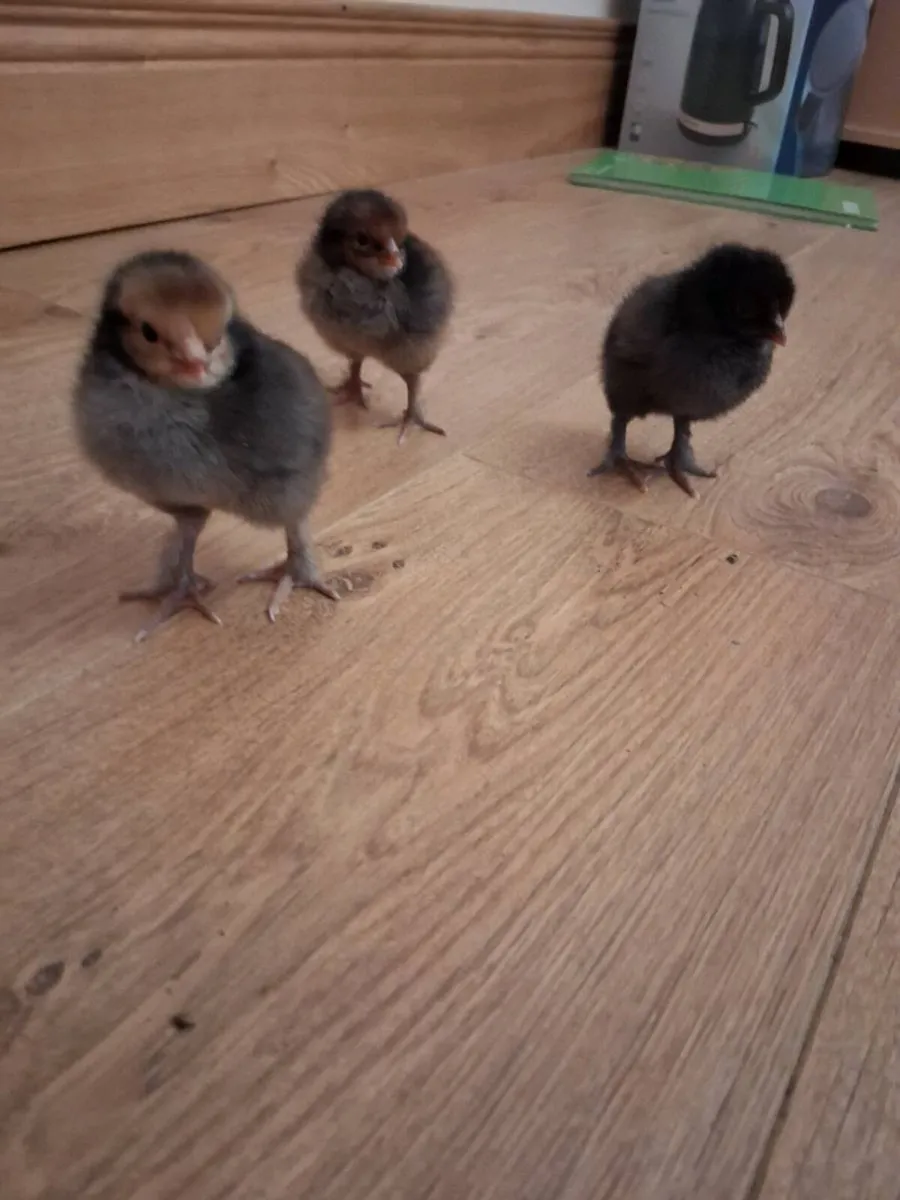 1 day old chicks - Image 4