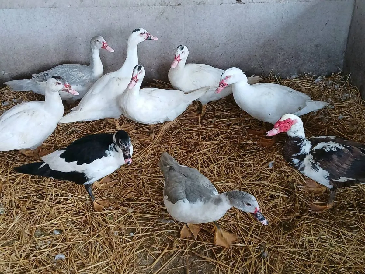 Poultry - Image 1