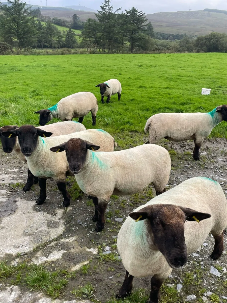 Suffolk hoggetts - Image 1