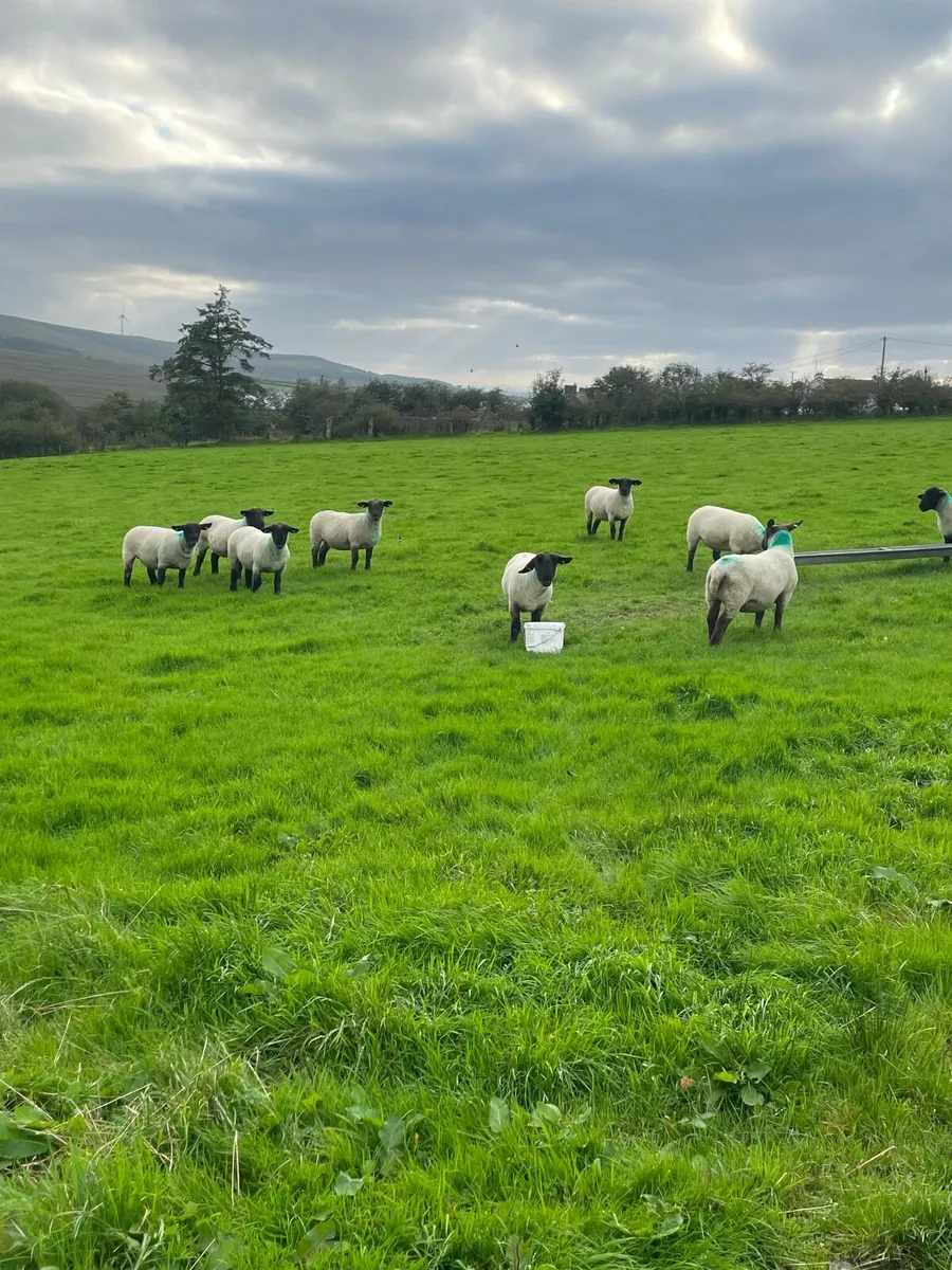 Suffolk hoggetts - Image 3