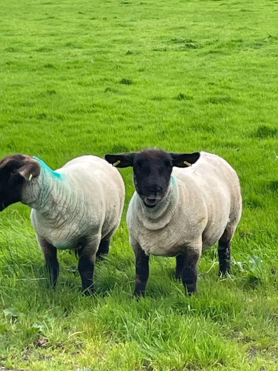 Suffolk hoggetts - Image 2