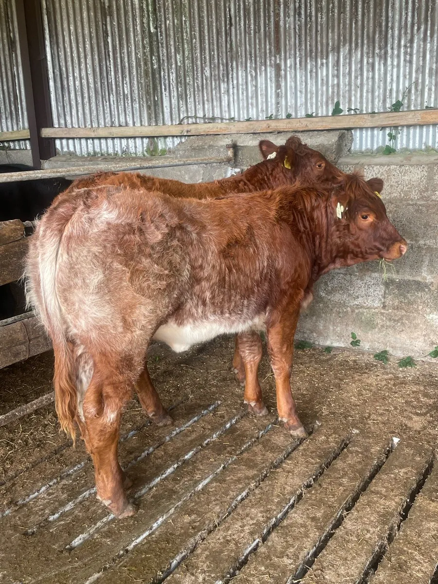 Heifer weanlings - Image 1