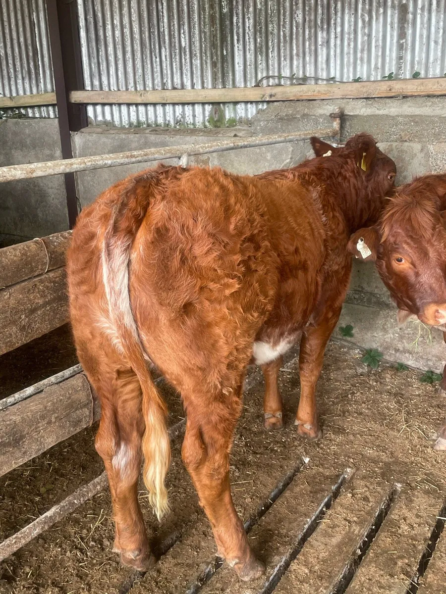 Heifer weanlings - Image 4