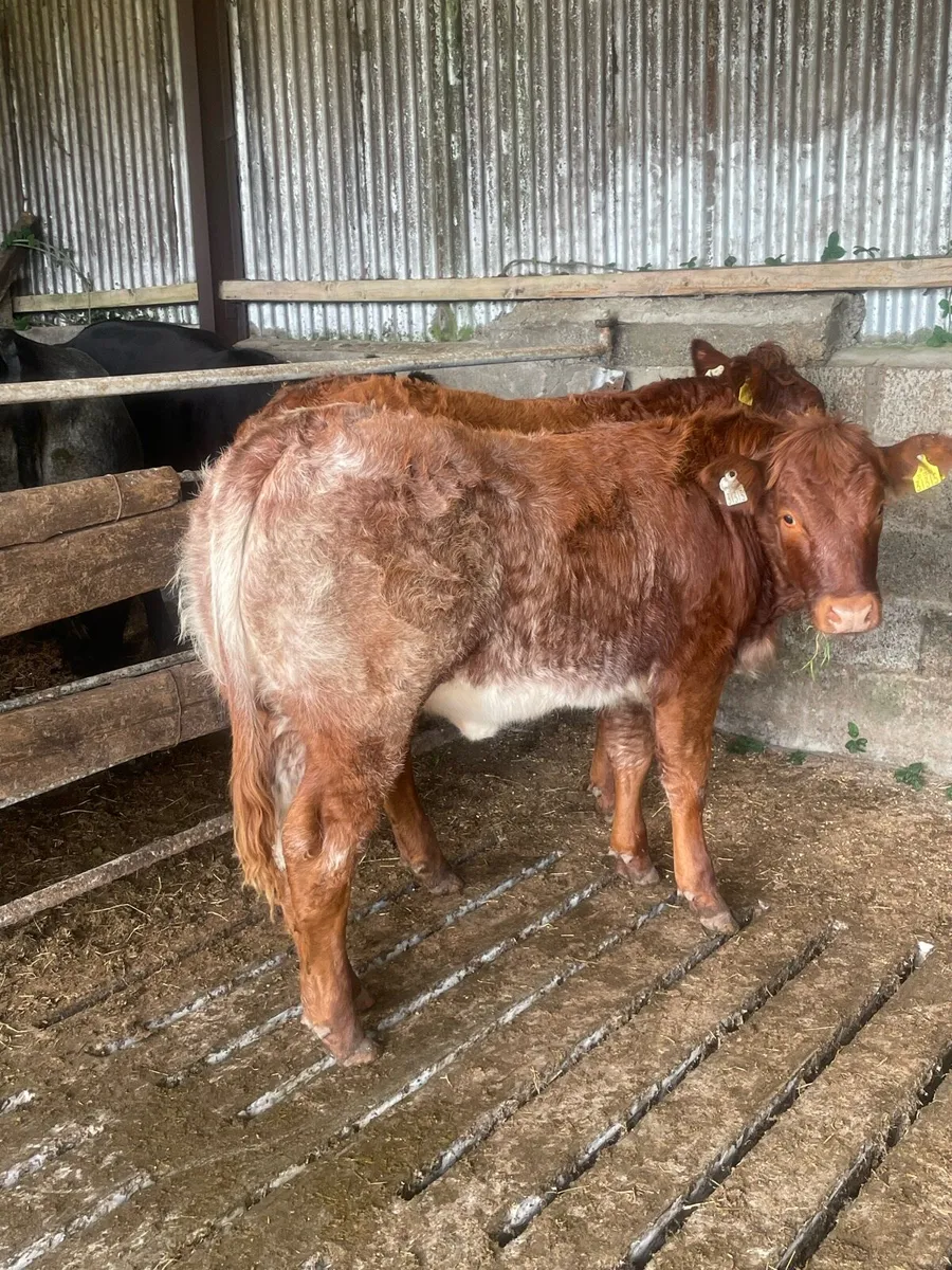 Heifer weanlings - Image 2