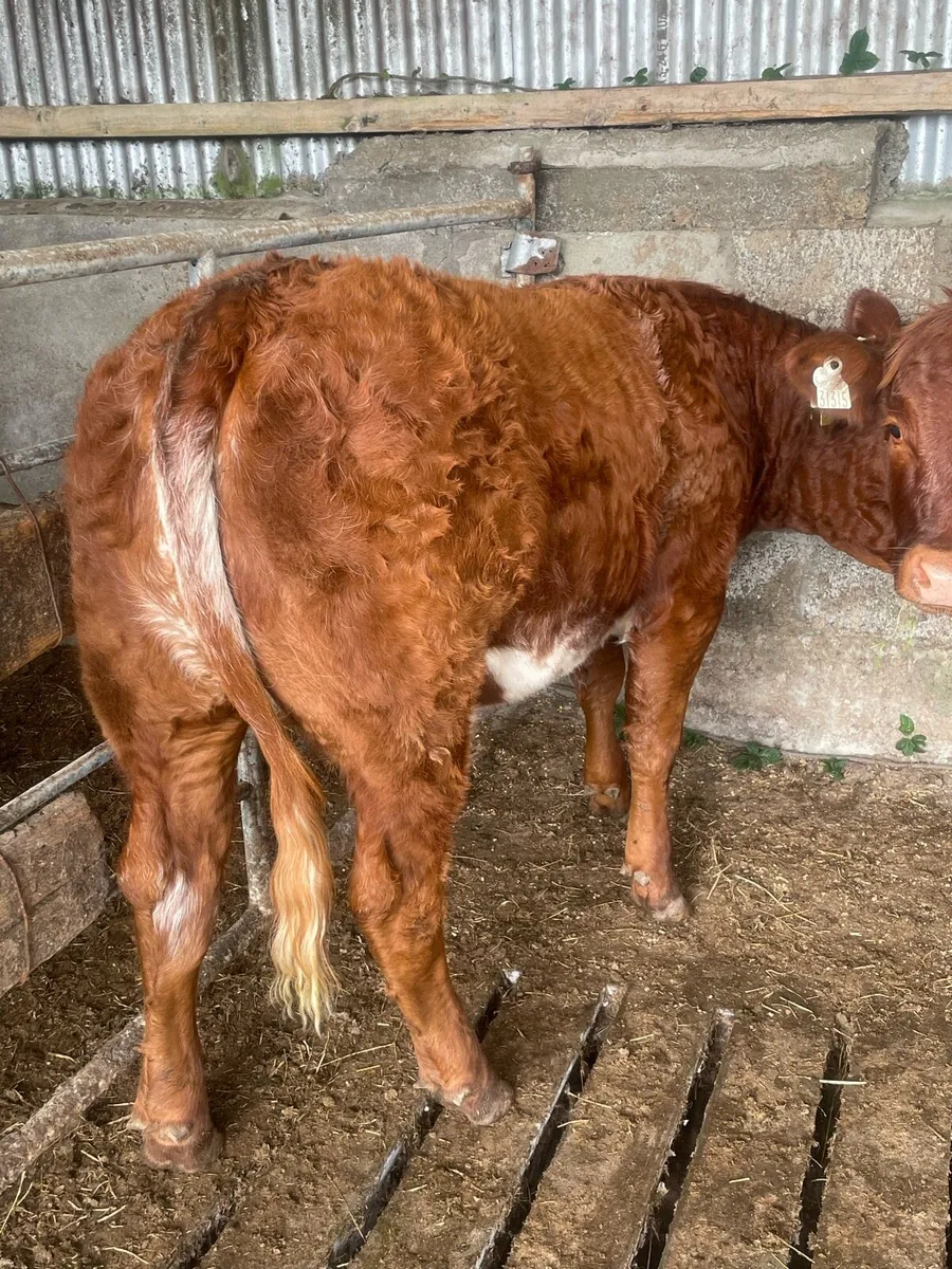 Heifer weanlings - Image 3