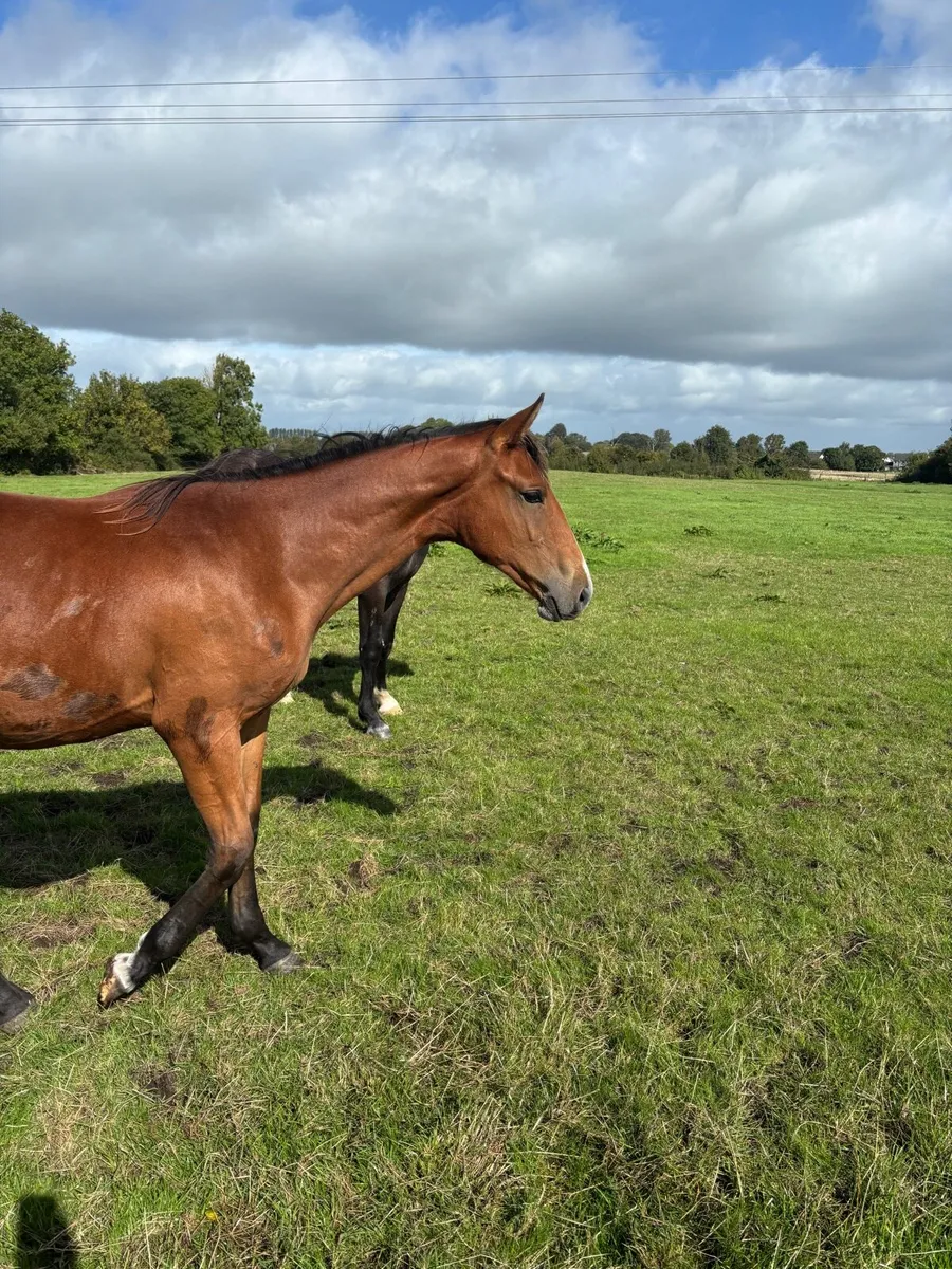 ISH Yearling Geldings - Image 2