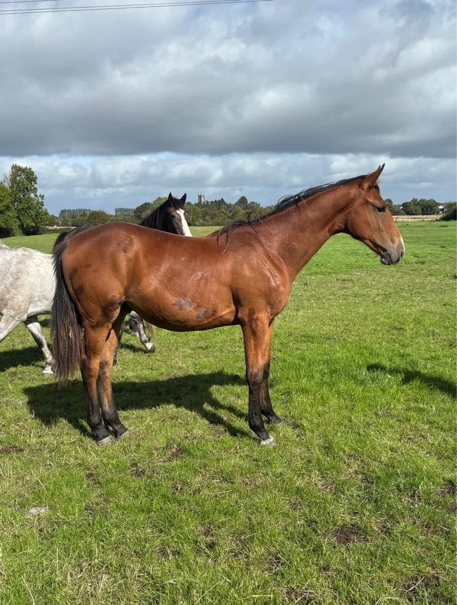 ISH Yearling Geldings - Image 3