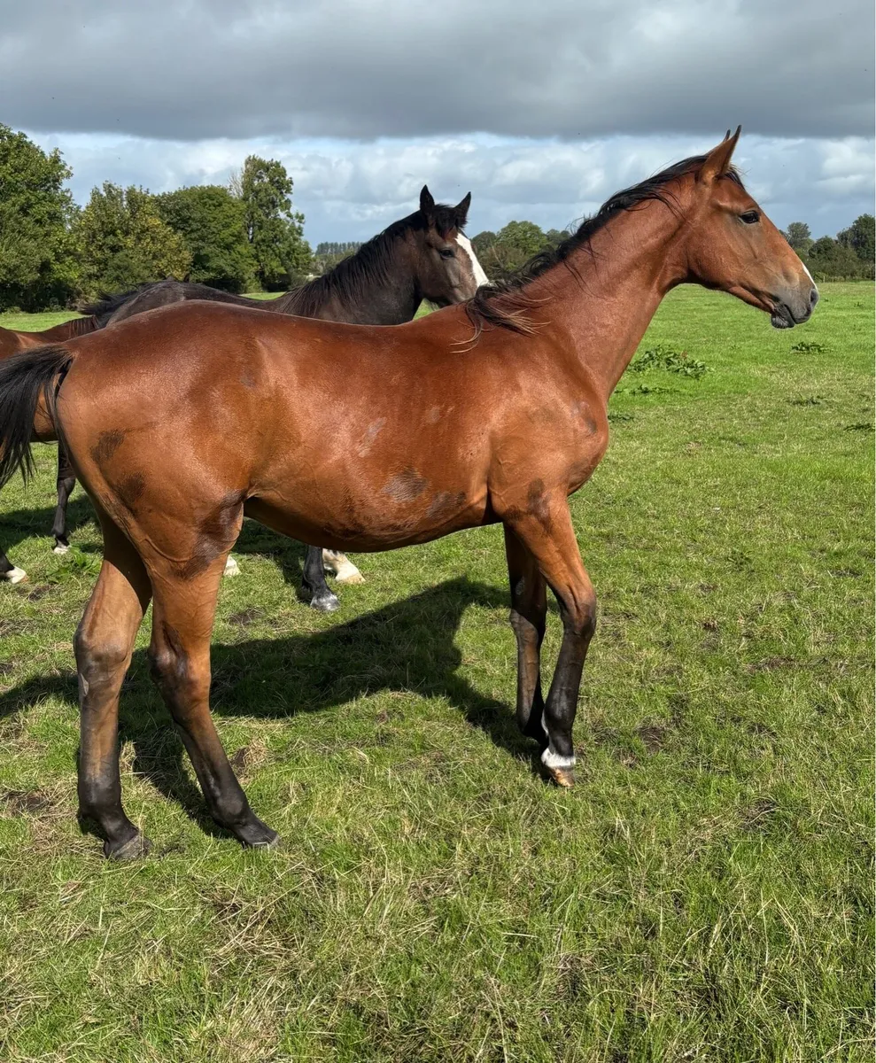 ISH Yearling Geldings - Image 4