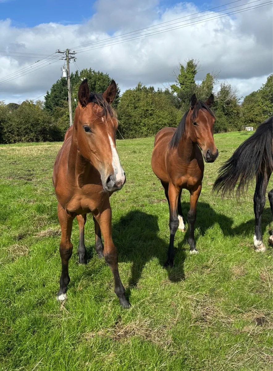 ISH Yearling Geldings - Image 1