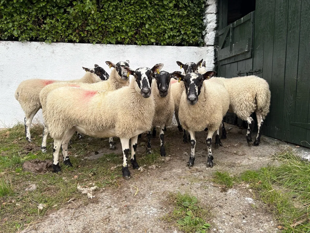Mule Hoggets - Image 1