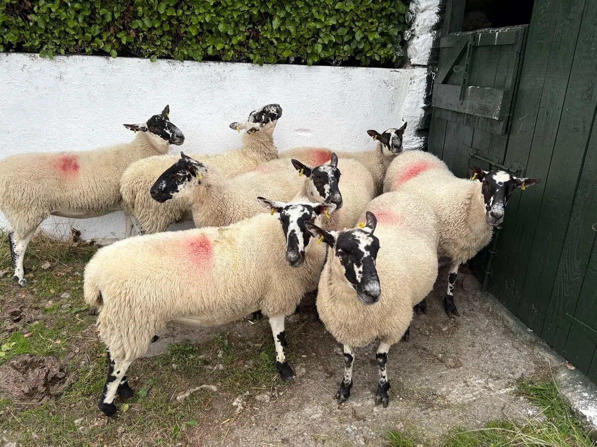 Mule Hoggets - Image 3