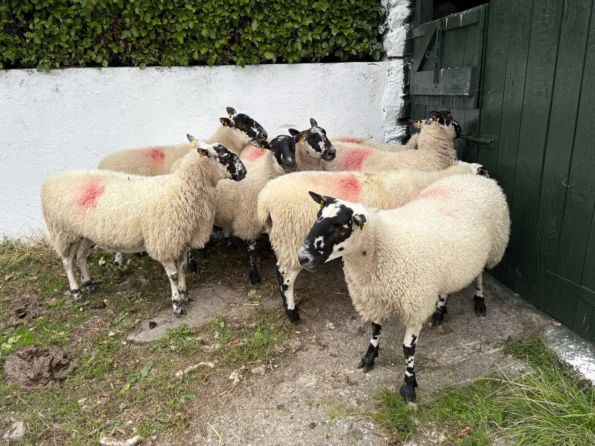 Mule Hoggets - Image 4