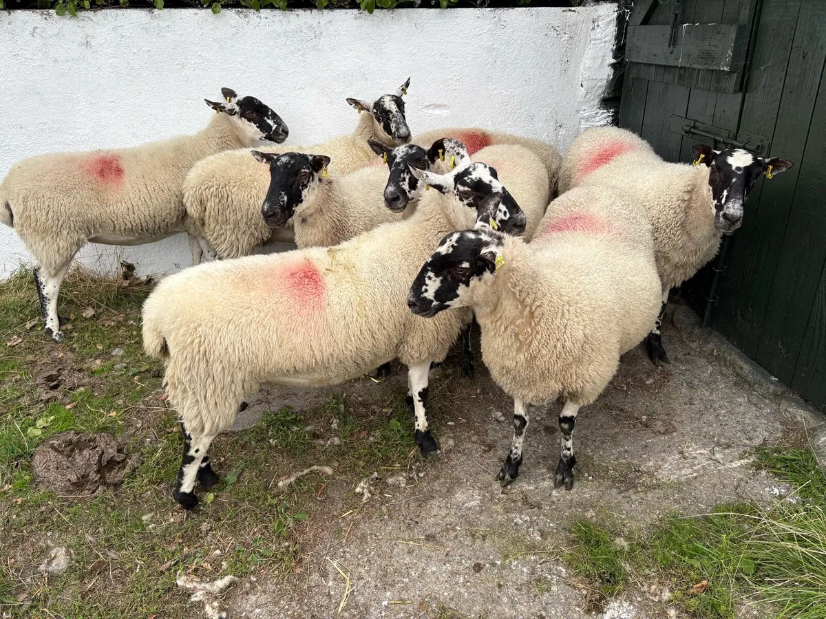Mule Hoggets - Image 2