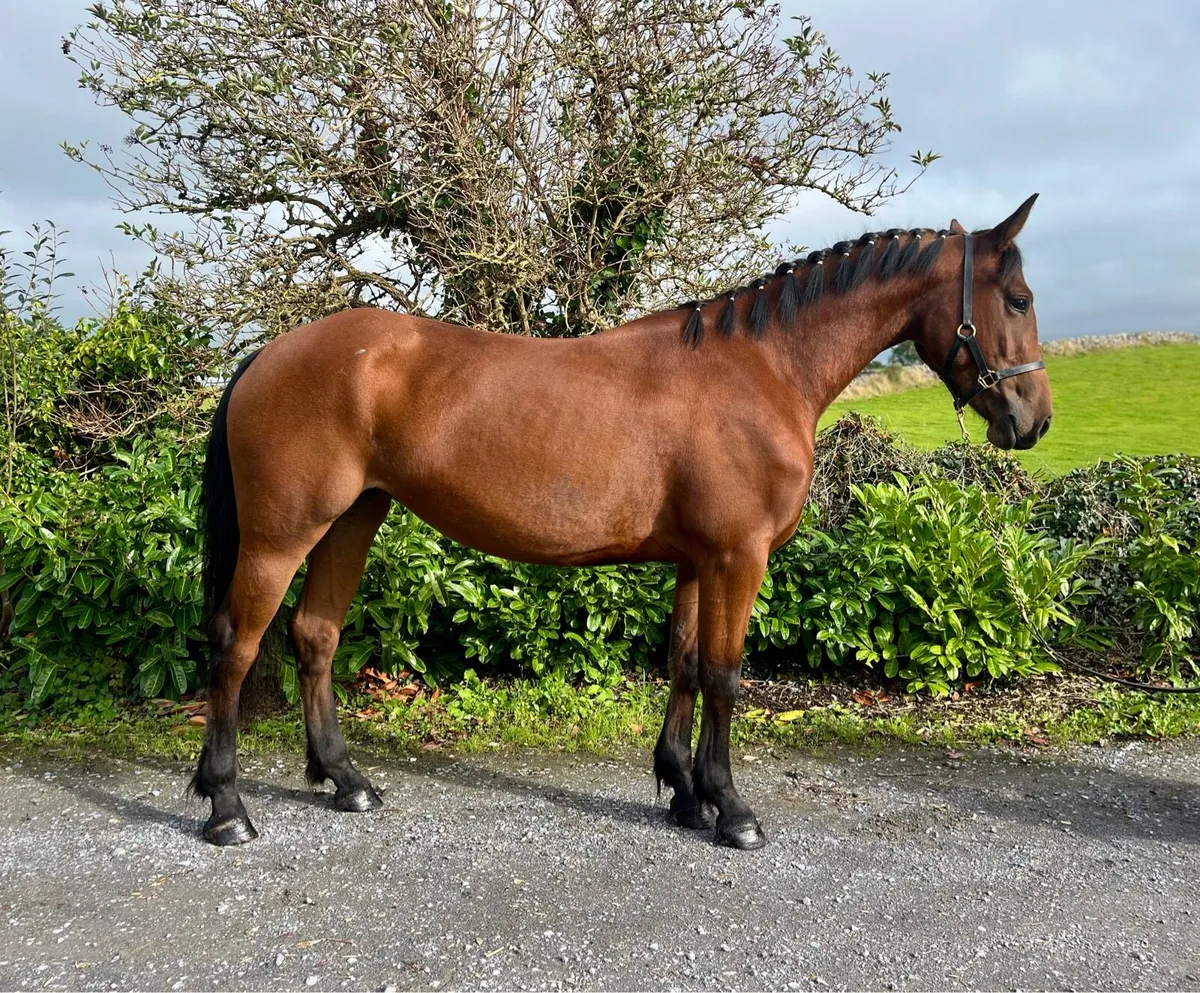 3 year old 152 cm filly - Image 2