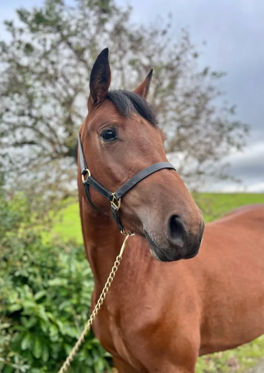 3 year old 152 cm filly - Image 3