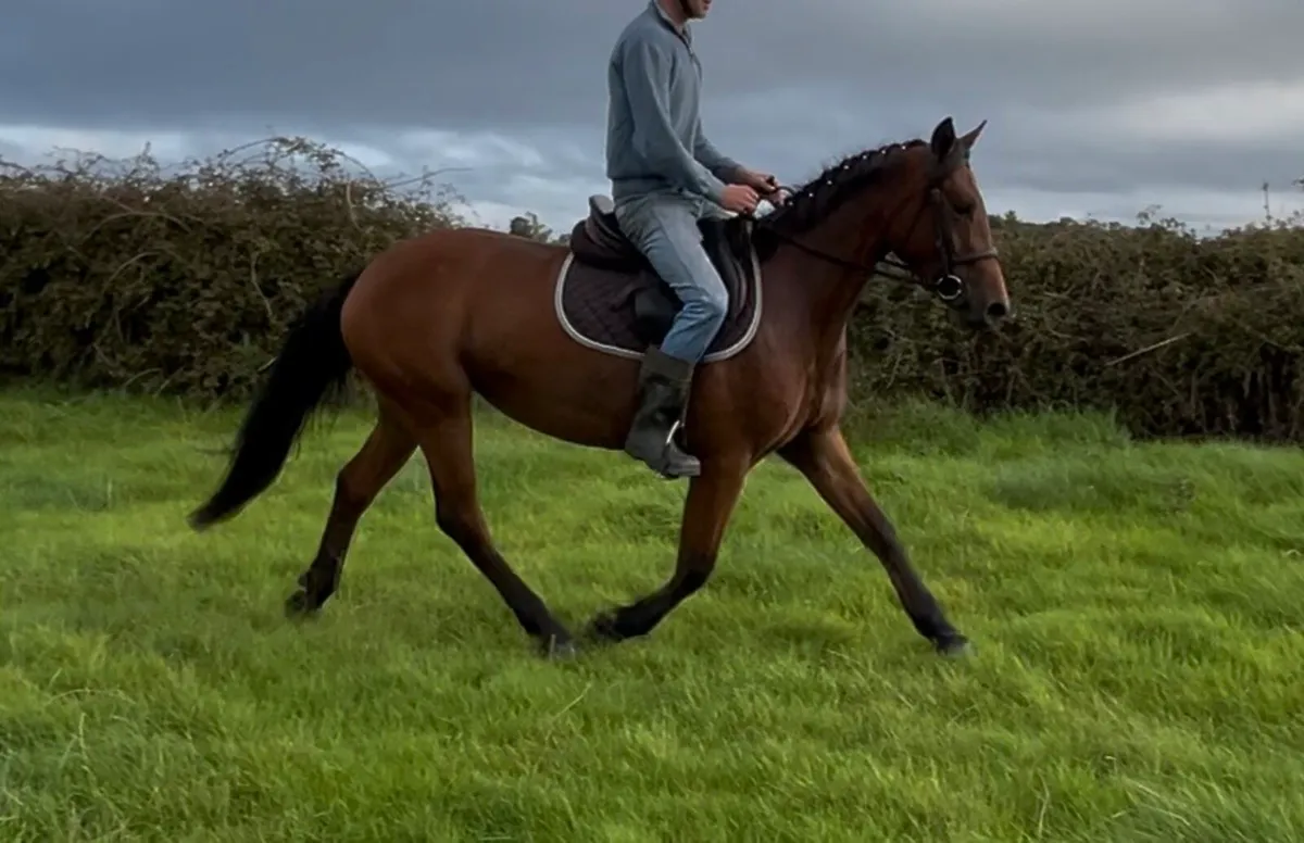 3 year old 152 cm filly - Image 4