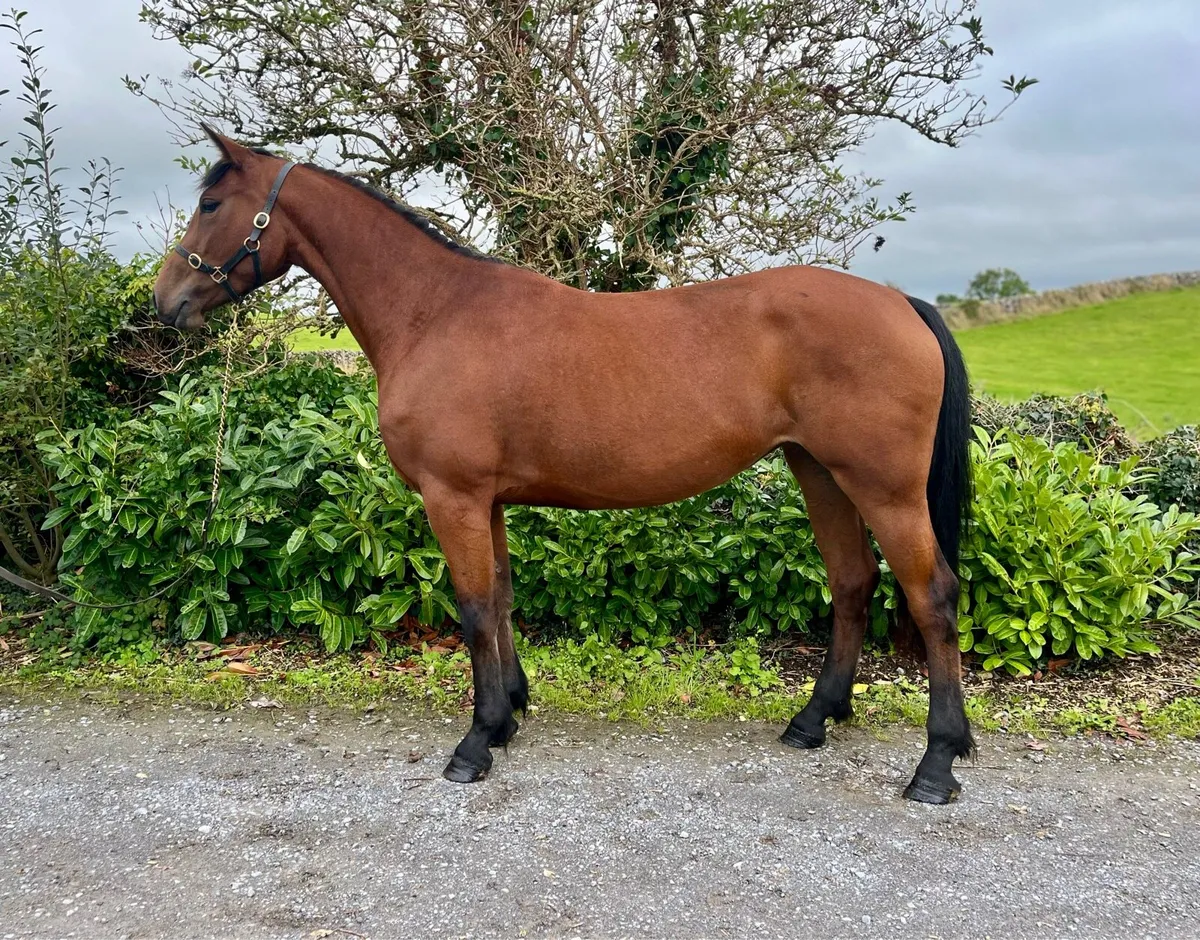 3 year old 152 cm filly - Image 1