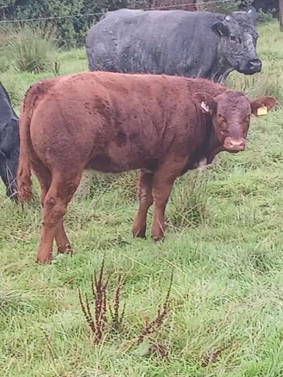🔥Trueman Idol heifers for Kingscourt Mart🔥 - Image 1