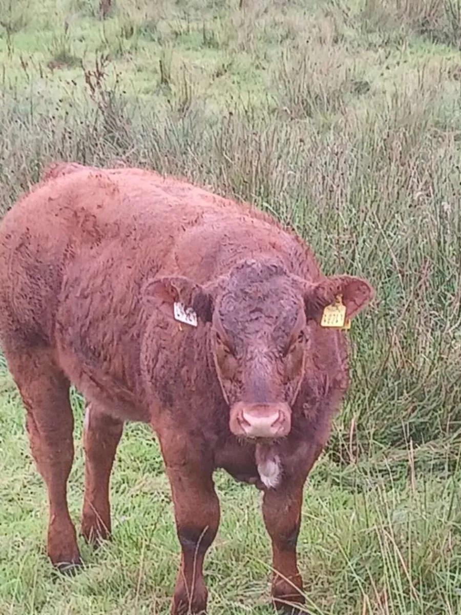 🔥Trueman Idol heifers for Kingscourt Mart🔥 - Image 2