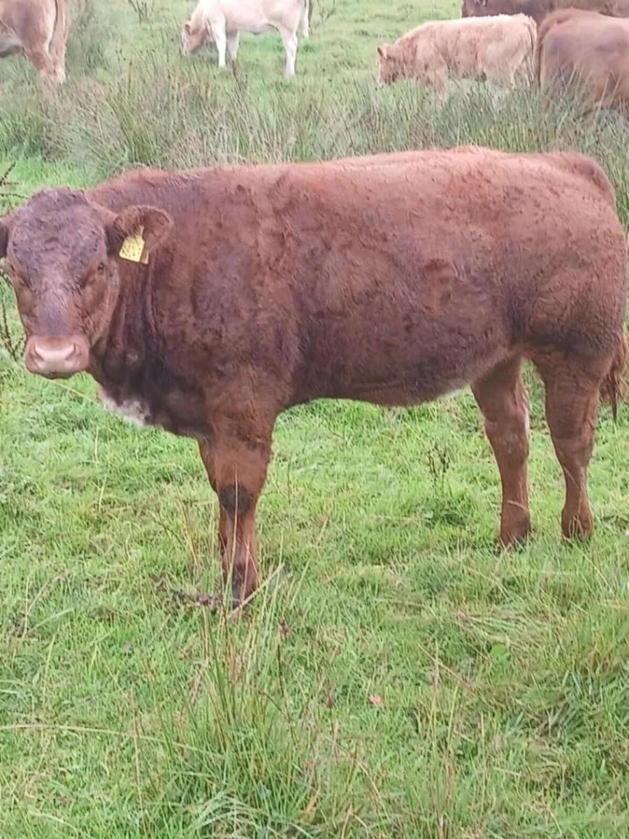 🔥Trueman Idol heifers for Kingscourt Mart🔥 - Image 3