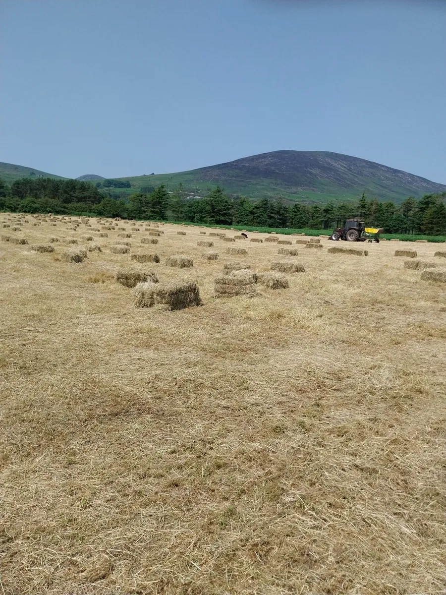 Good Quality Oaten straw and hay - Image 4