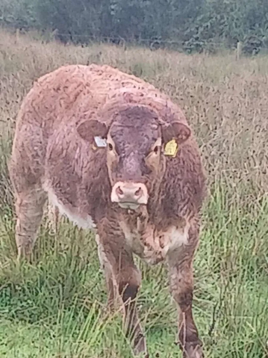 🔥Trueman Idol heifers for Kingscourt Mart🔥 - Image 4