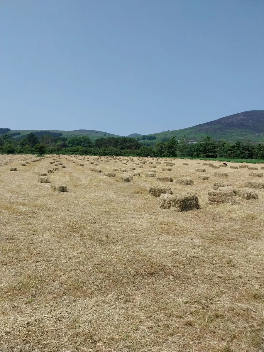 Good Quality Oaten straw and hay - Image 3