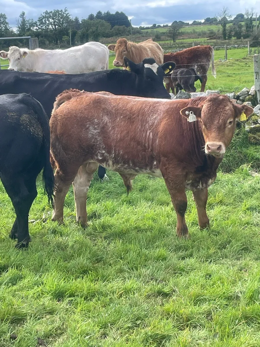 Bull weanlings - Image 1