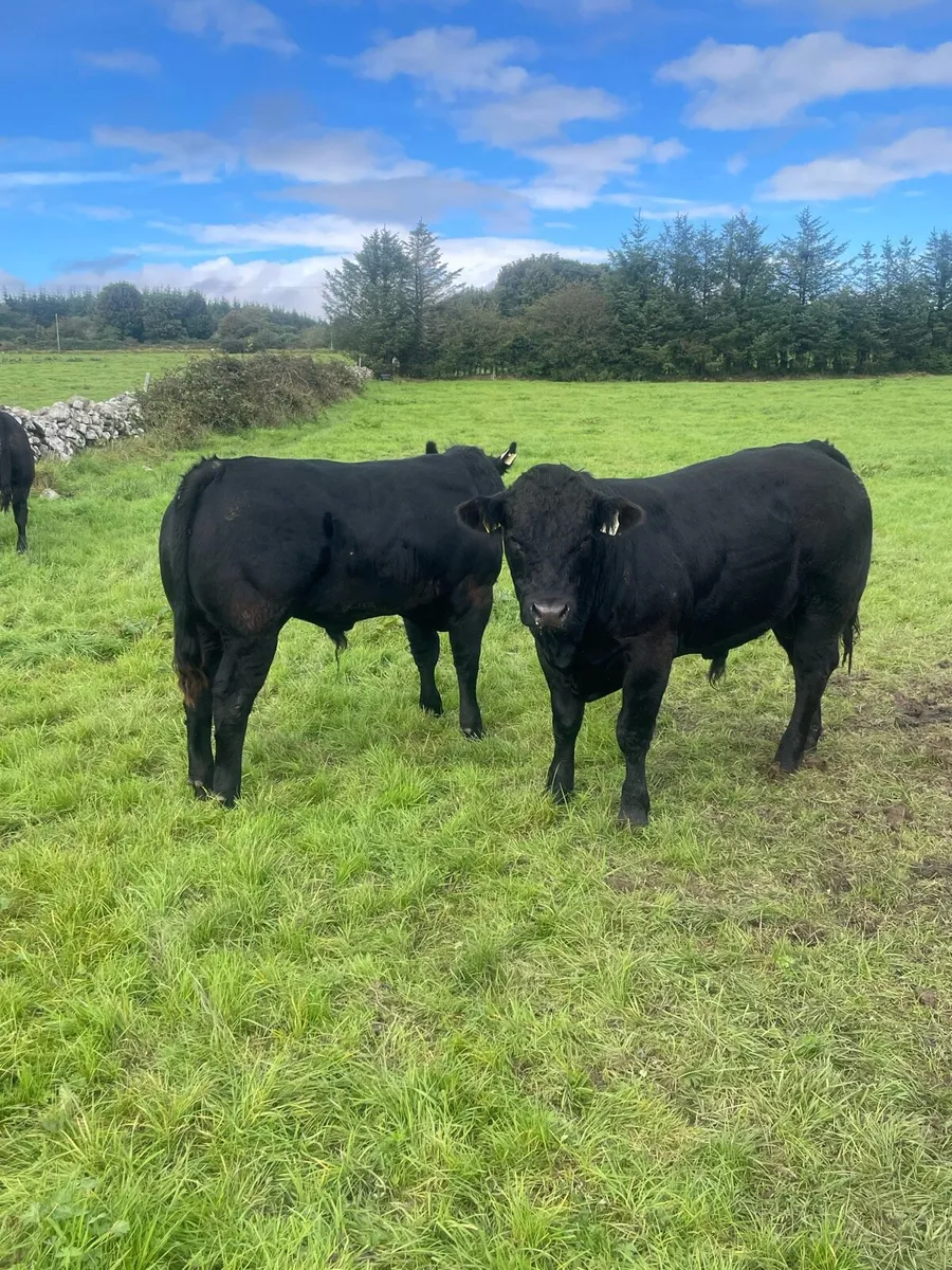 Bull weanlings - Image 3