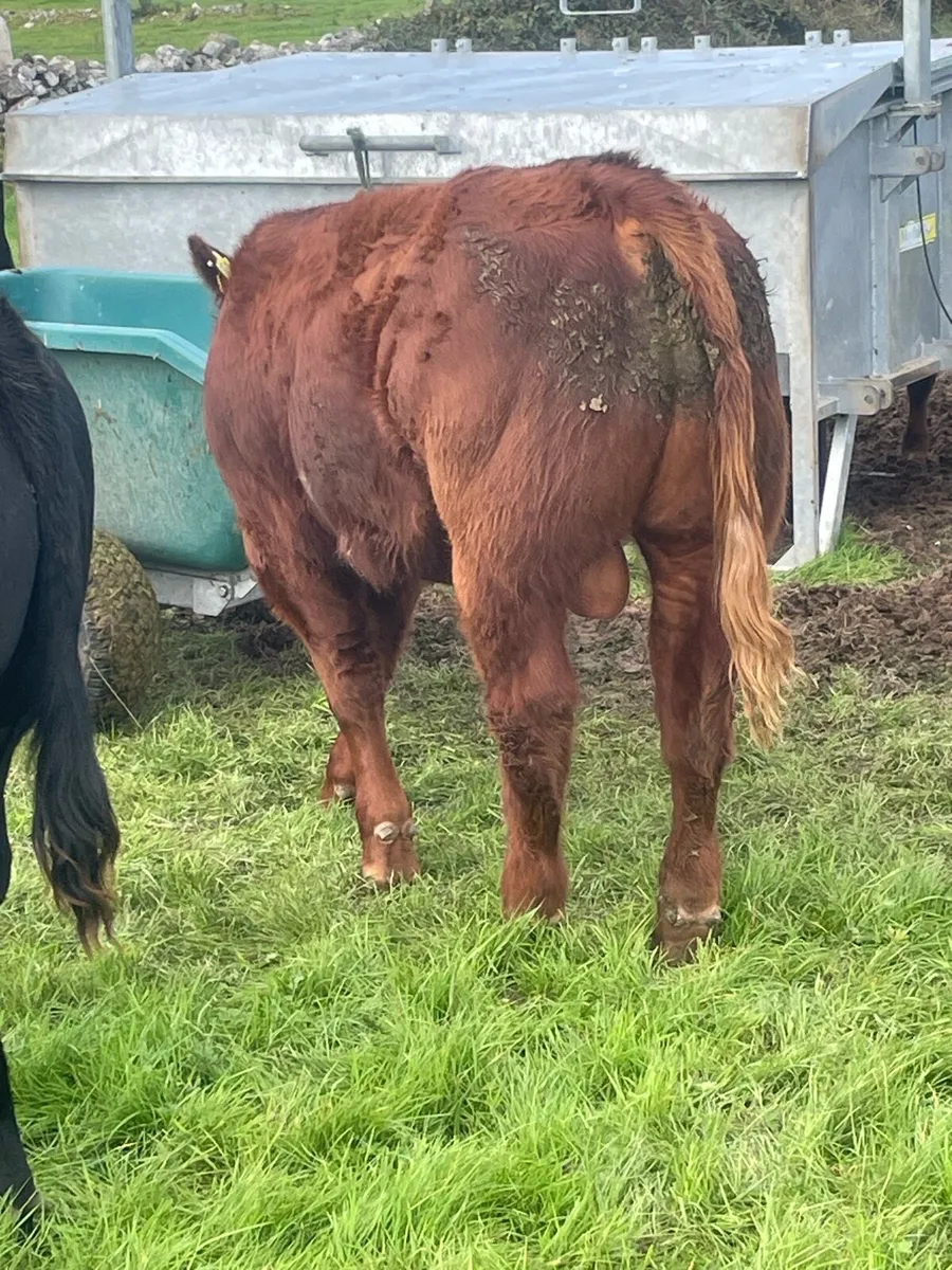 Bull weanlings - Image 4