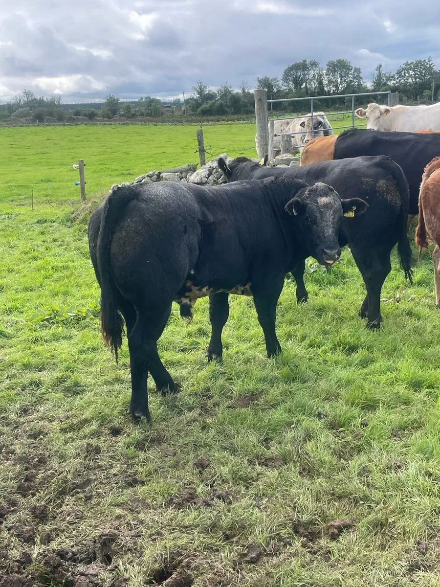 Bull weanlings - Image 2