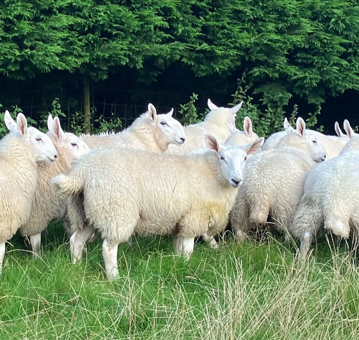 Cheviot Ewe Lambs - Image 1