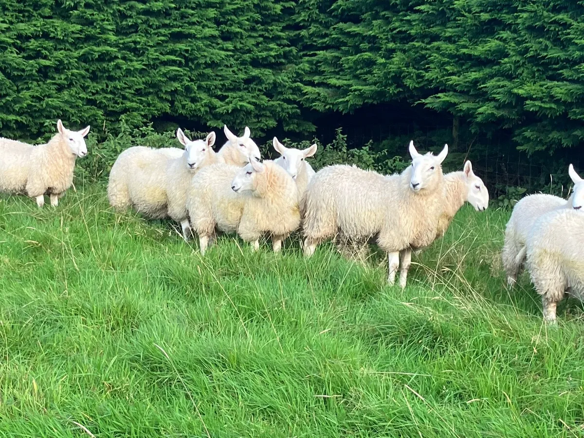 Cheviot Ewe Lambs - Image 2