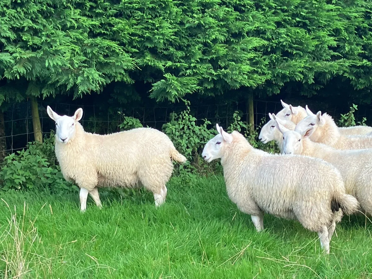 Cheviot Ewe Lambs - Image 3
