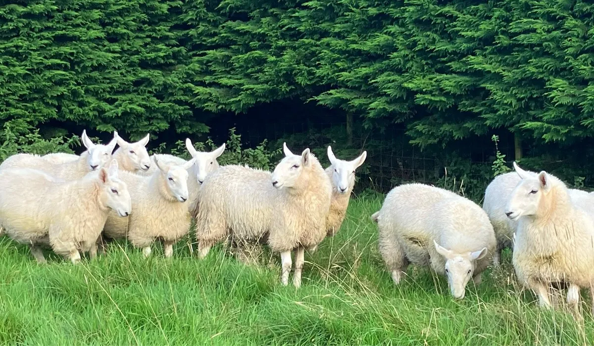 Cheviot Ewe Lambs - Image 4