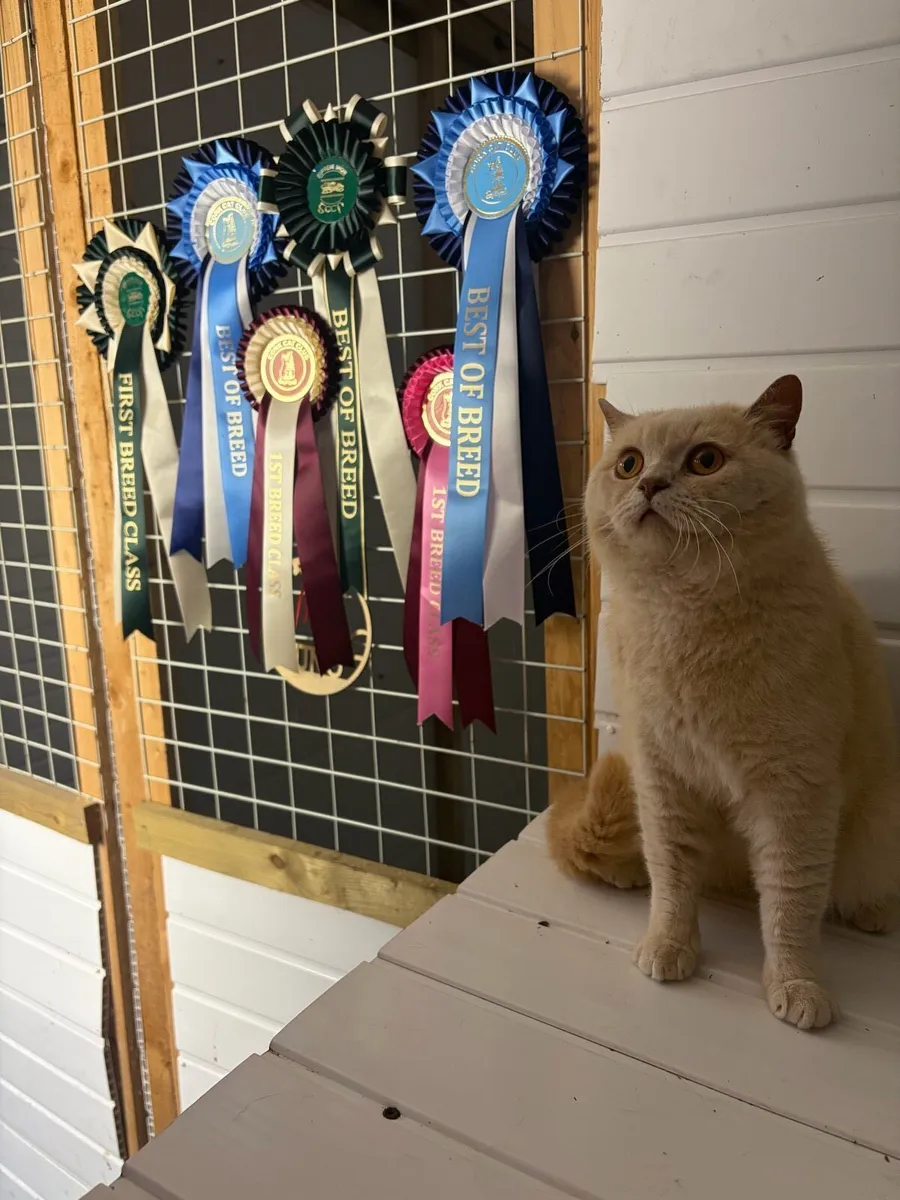 British Shorthair Kittens - Image 1