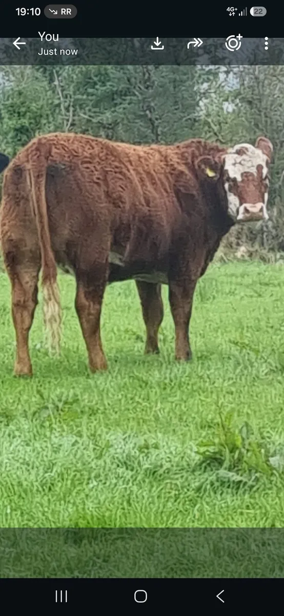 EBY Limousine Heifer